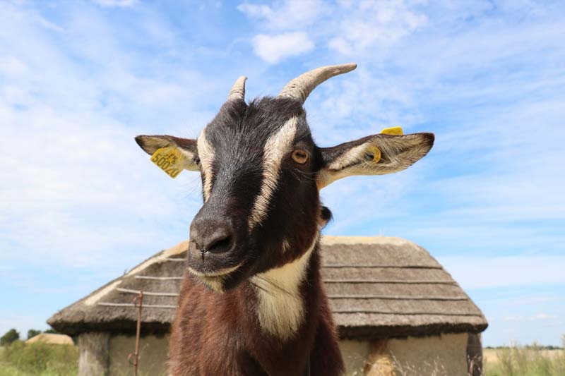 Goat's head in front of a bourrine at the Daviaud museum in Vendée