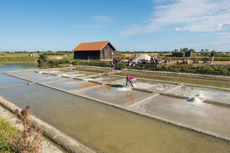 The salt marshes of Daviaud near the campsite in Vendée